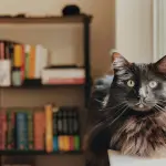 Perché nei romanzi giapponesi sono spesso presenti i gatti? I motivi del successo dei felini