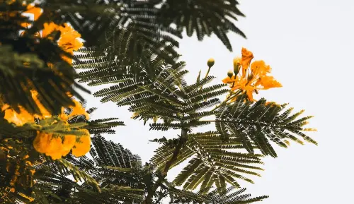 Principio d'estate: la poesia intensa di Umberto Saba