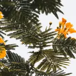 Principio d'estate: la poesia intensa di Umberto Saba