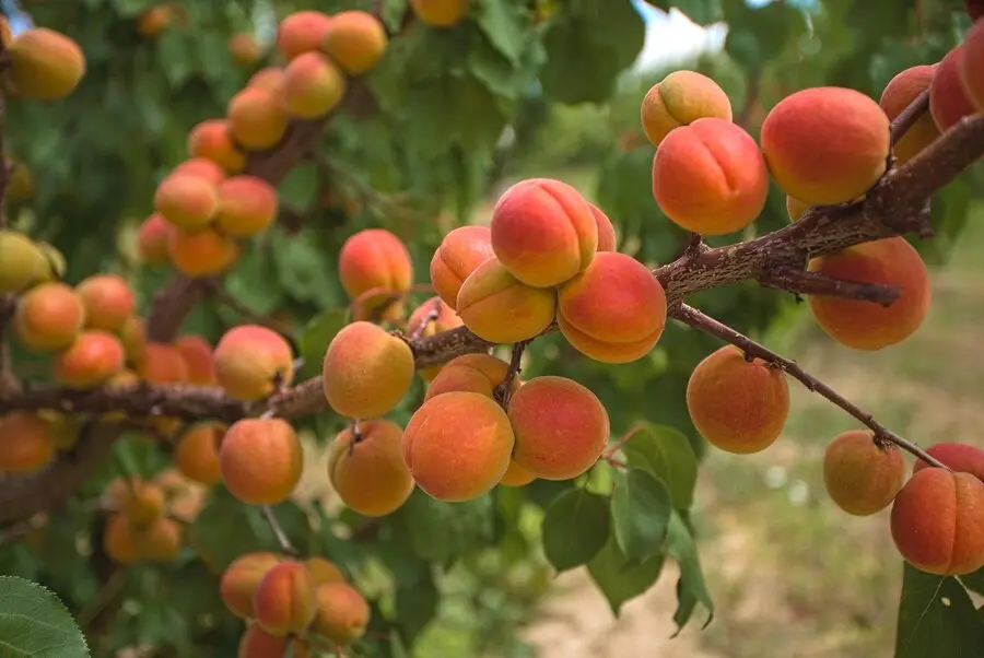 Il Sapore dell'Albicocco Recensione e Trama Libro - Nicola Pesce