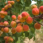 Il Sapore dell'Albicocco Recensione e Trama Libro - Nicola Pesce