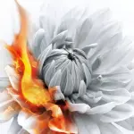 Il Nuovo Libro di Donato Carrisi: L’educazione delle farfalle - Recensione