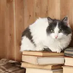 7 Libri sui Gatti: Romanzi e Storie da Leggere per gli Amanti dei Felini